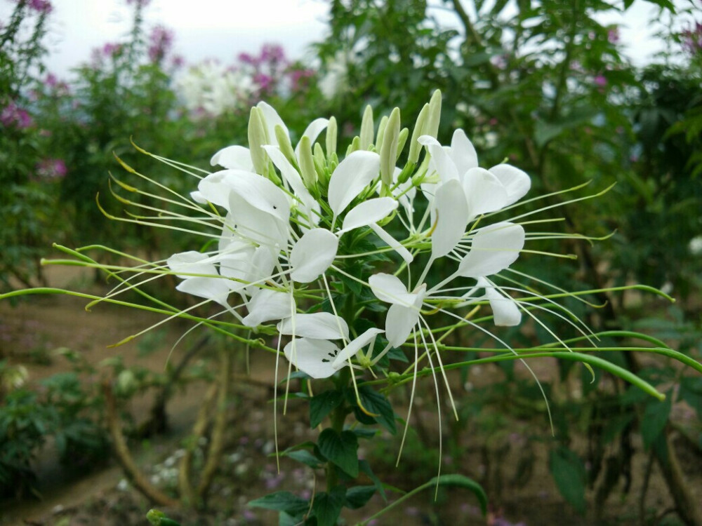 醉蝶花