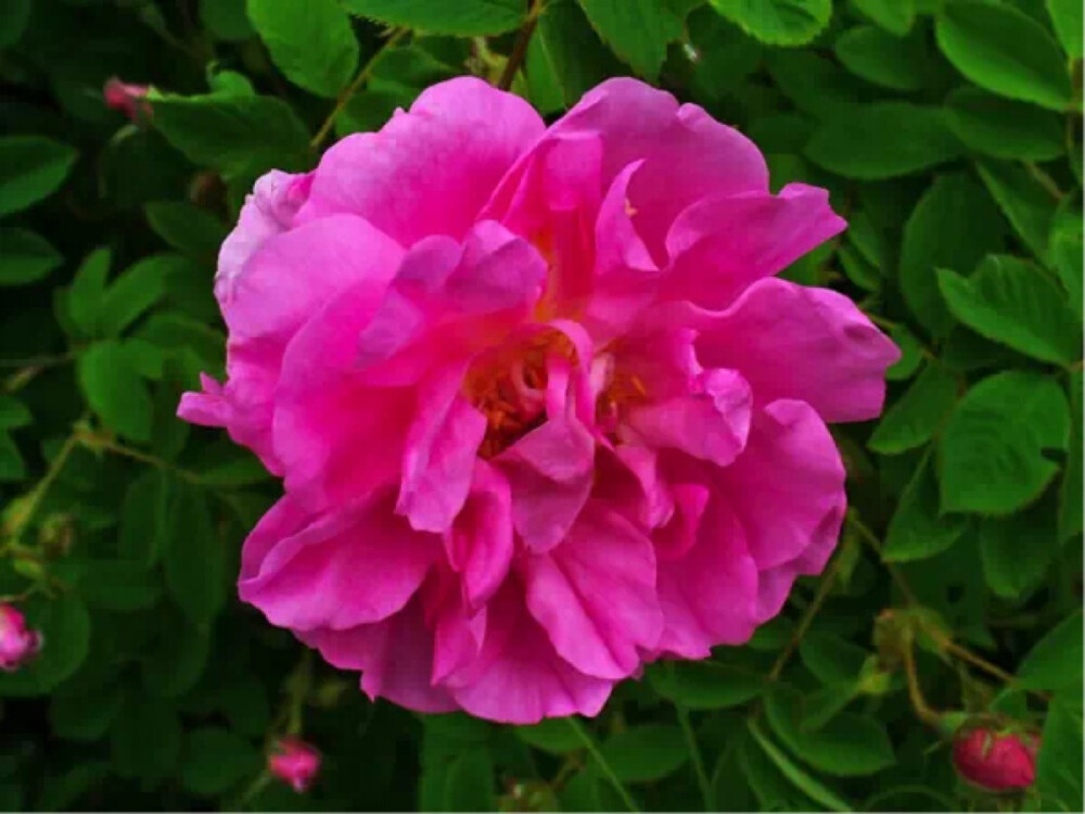 立于風(fēng)中的Elsa【R. ×damascena 突厥薔薇】薔薇科薔薇屬的植物，在歐亞大陸的東西兩端都有悠久的栽培歷史。中國的薔薇栽培可以上溯到公元6世紀(jì)，至遲到宋朝就已經(jīng)遍布全國。宋人徐積《詠月季》有句云，“曾陪桃李開時雨，仍伴梧桐落葉風(fēng)”，解釋了 “月季”這個名字的由來，即“月月開花四季不輟”的意思。這個古老品系對應(yīng)的物種學(xué)名是Rosa chinensis，但在今天“月季”所指早已不限于這一個物種。中國對現(xiàn)代月季的重要貢獻(xiàn)還有巨花薔薇R. gigantea，以及它和月季的自然雜交后代香水月季R. × odorata。在歐洲，最早對薔薇的記載大約是在公元前9世紀(jì)。洋大人倒是一直也在培育薔薇品種，奈何種質(zhì)資源貧乏。直到18世紀(jì)末，歐洲栽培的薔薇都來自法國薔薇R. gallica、百葉薔薇R. ×centifolia和突厥薔薇R. ×damascena這三個種（后倆也是雜出來的），而它們最致命的缺點就是一年只開一次花……這個缺陷在中國月季傳入之后才得以彌補(bǔ)。