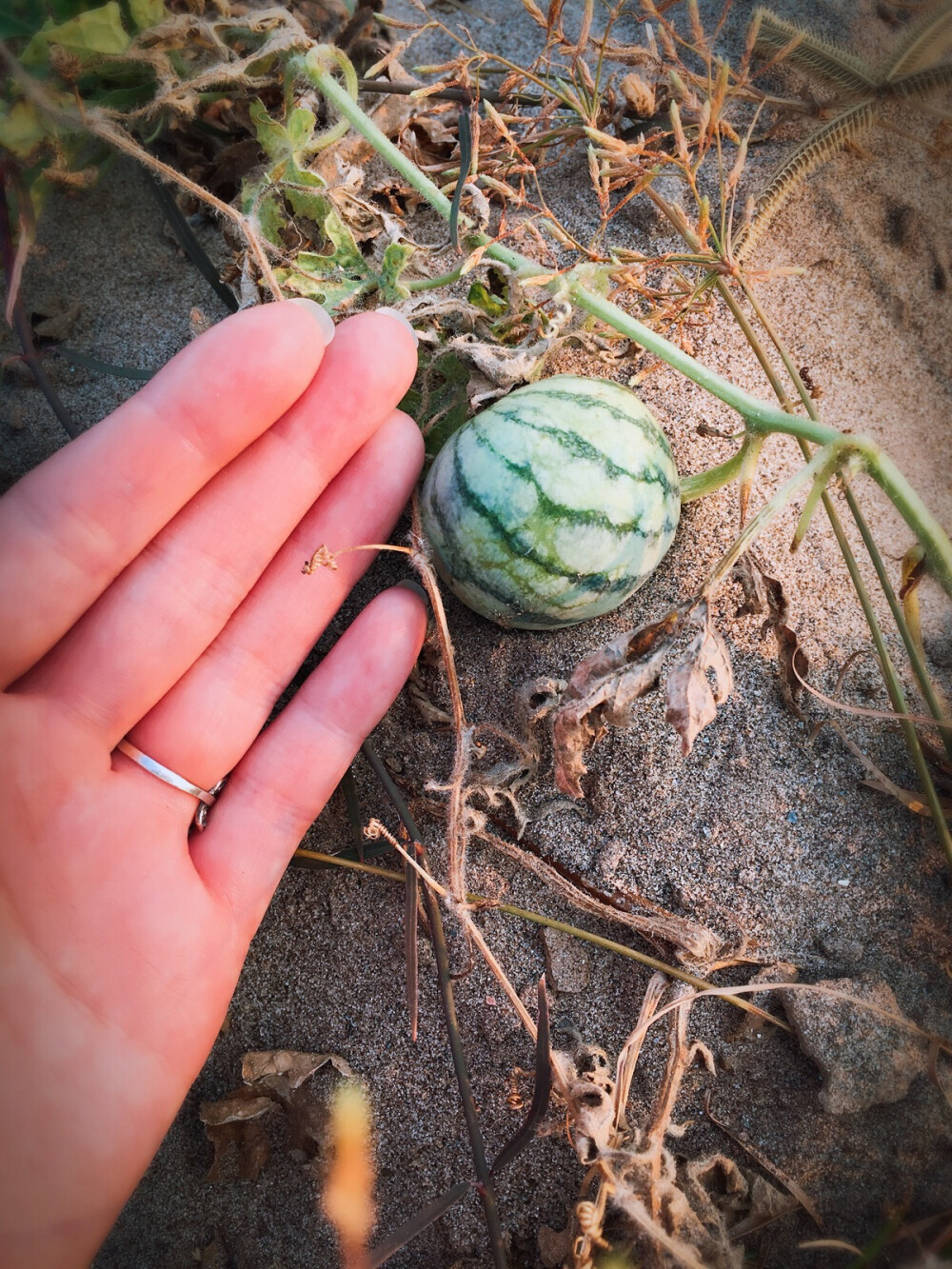 #永珍记##四千美岛-⛱️度假#沙滩岛上种植的西瓜