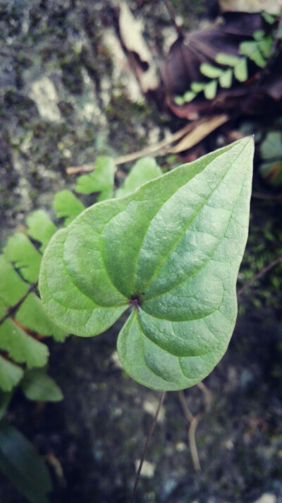 植物，花朵，开春，春天，唯美，花季，叶子，心形，爱情，唯美