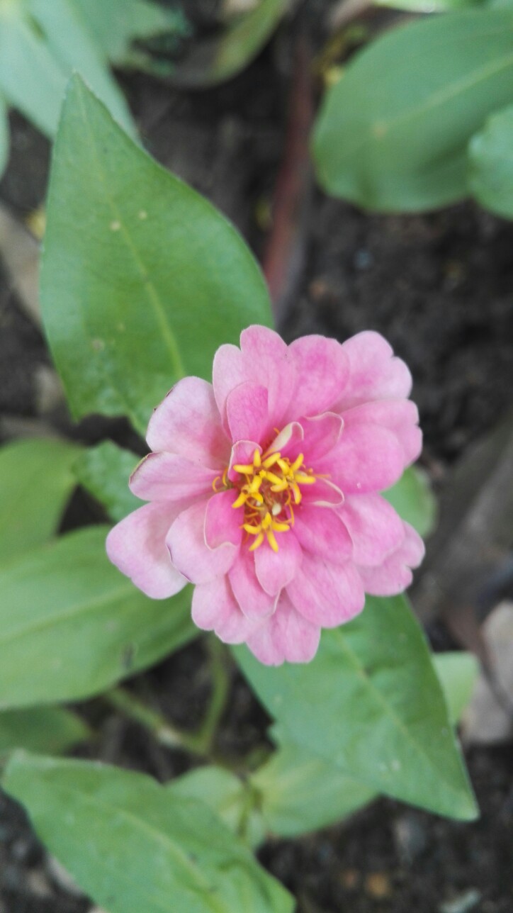 植物，花朵，开春，春天，唯美，花季