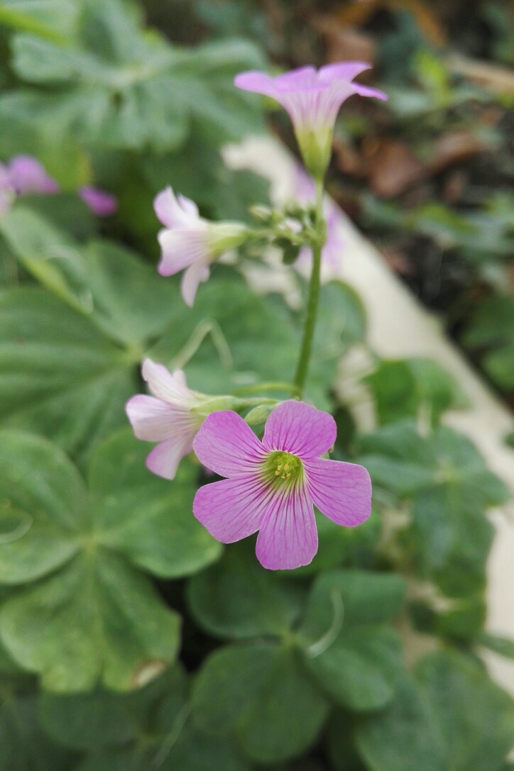 植物，花朵，开春，春天，唯美，花季