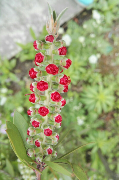 植物，花朵，开春，春天，唯美，花季