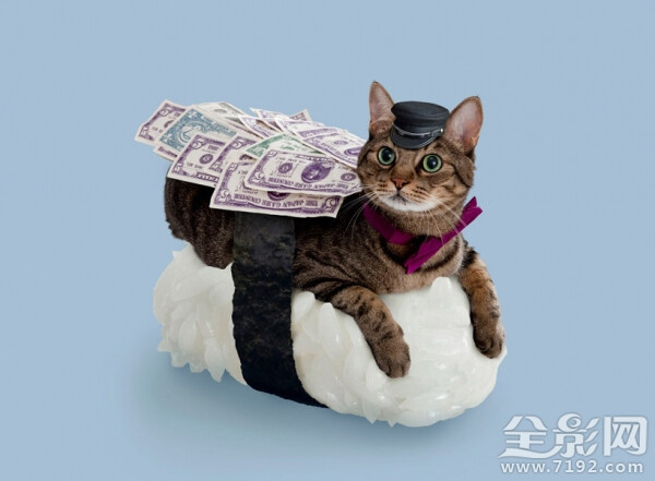 浮世绘 猫 猫咪 喵喵 喵星人 手绘 和风 日本 东瀛 个性的喵星人 猫和武士 武士喵 萌宠 摄影 个性