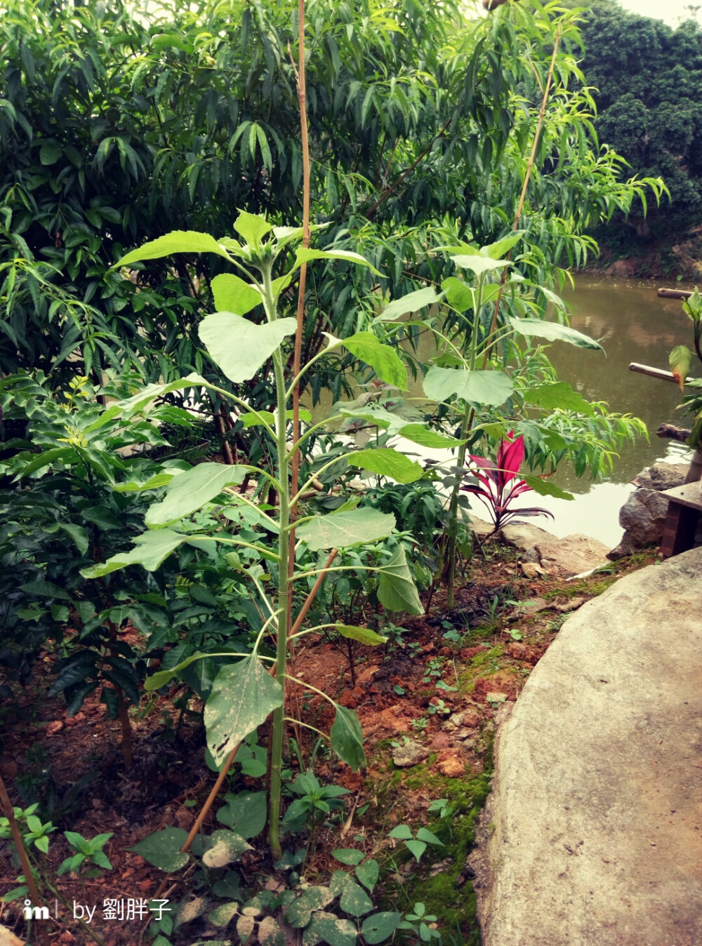 老家-院子一角种满了向日葵