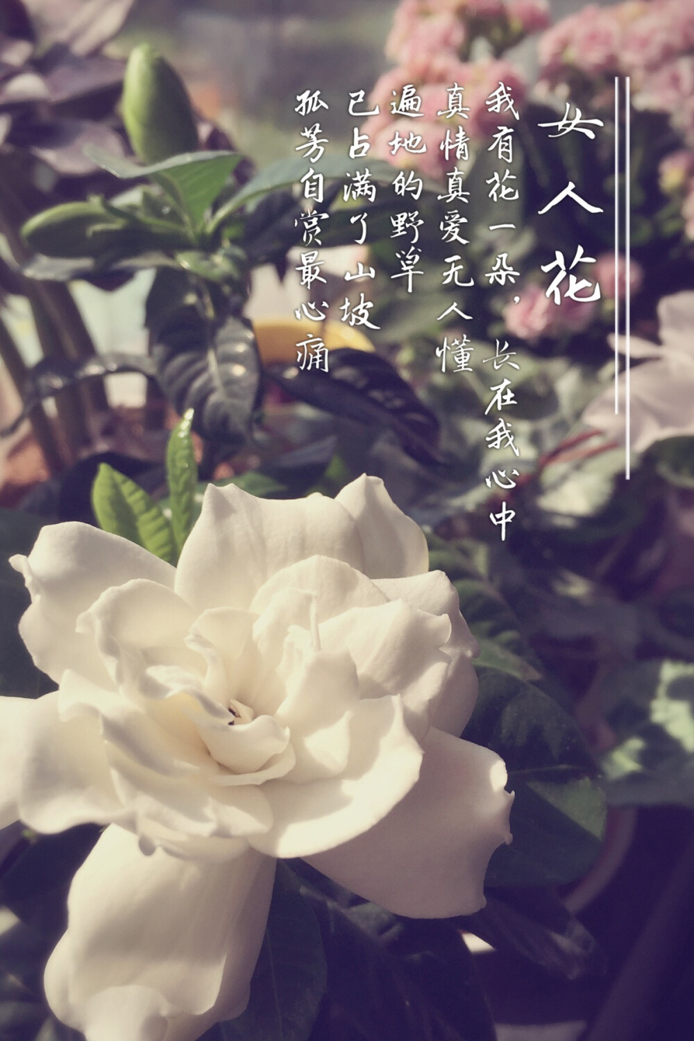 栀子花