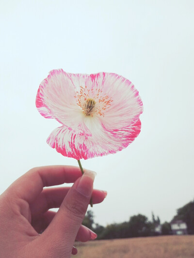 鲜花背后灰暗的天空