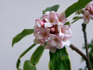 瑞香花