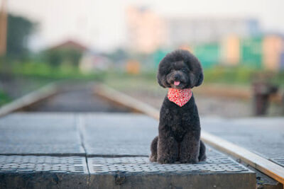 Handsome dog in railway freight station