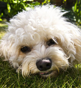 Cavapoo Dog - Face shot