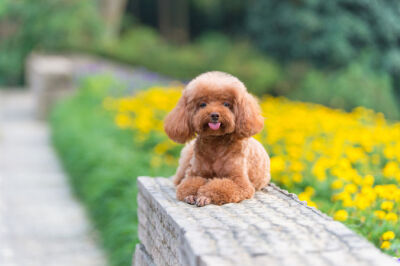 Happy red dog