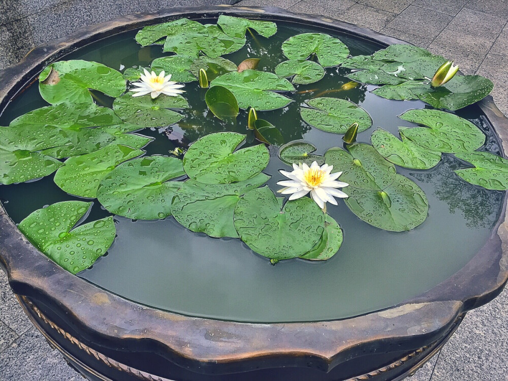 灵谷寺的睡莲，在雨后尤为清新可爱。图by燕十八