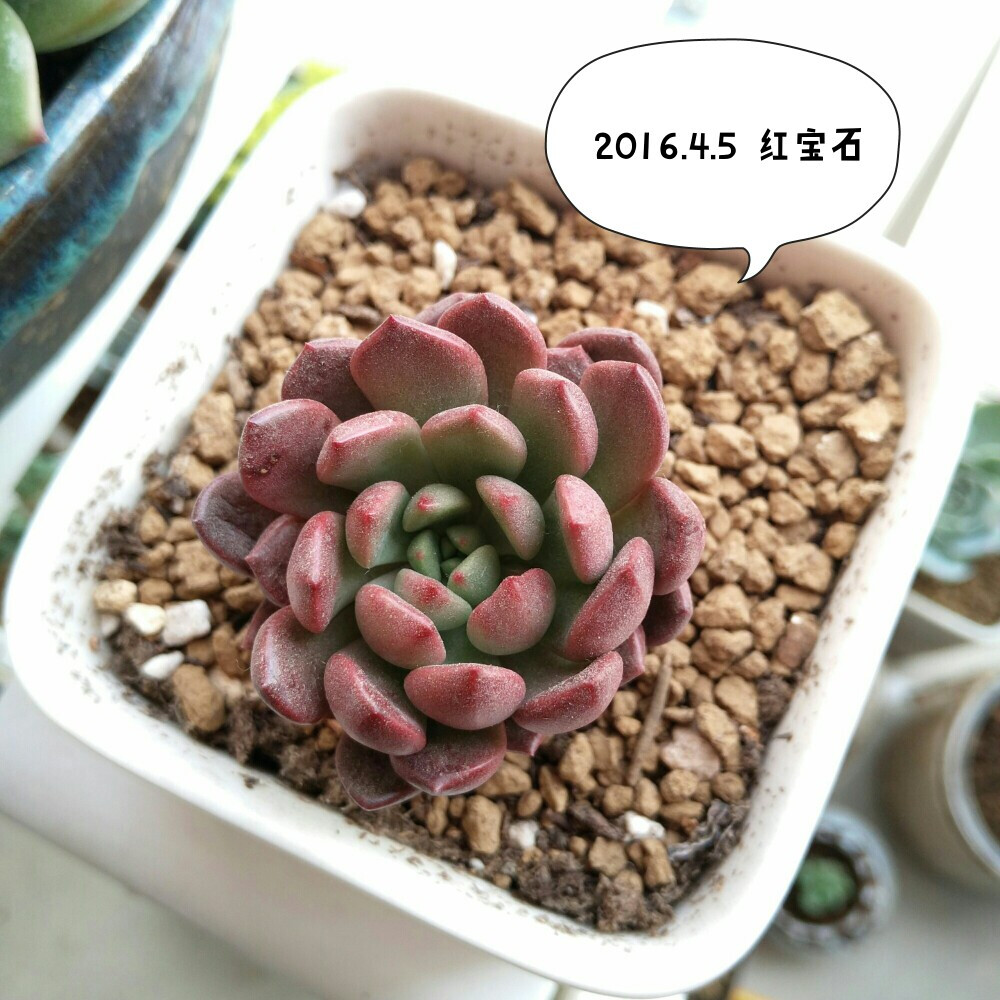 同样是叶插长大的哟～