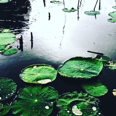 云若满了水，便降下雨来。湖若满了鱼，便生出莲来。我的眼中满了你，便涌出诗来。