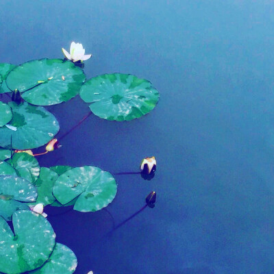 云若满了水，便降下雨来。湖若满了鱼，便生出莲来。我的眼中满了你，便涌出诗来。