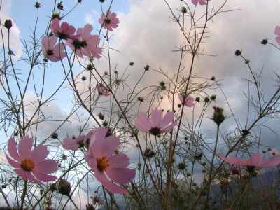 格桑花