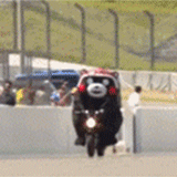 表情包 斗图专用 熊本熊 GIF 动图 kumamon 蠢萌蠢萌|´・ω・)ノ