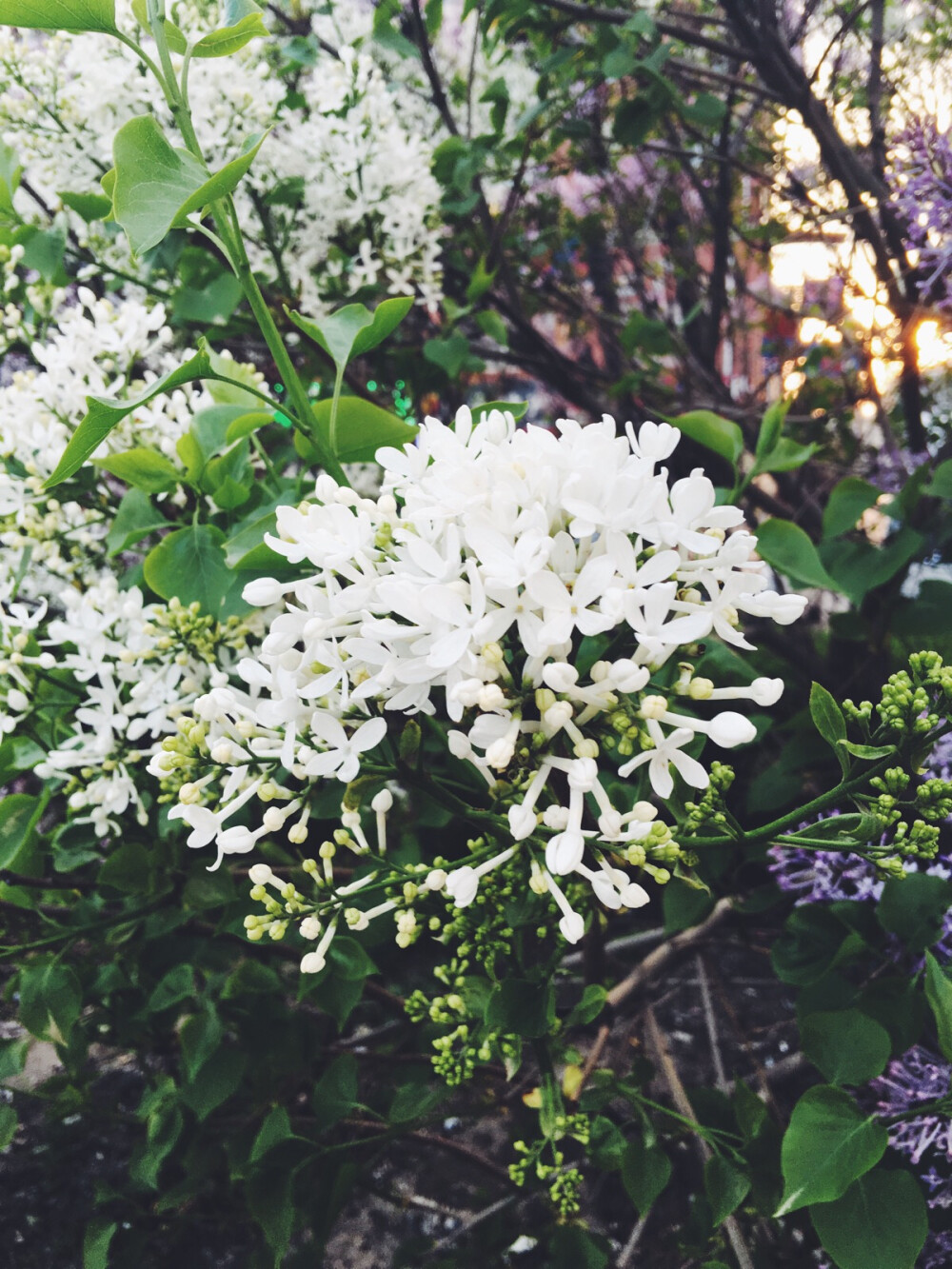 你说你最爱丁香花……