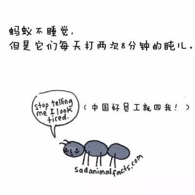 sad animal facts之蚂蚁