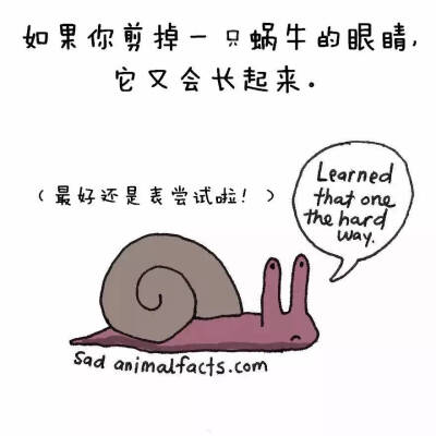 sad animal facts之蜗牛