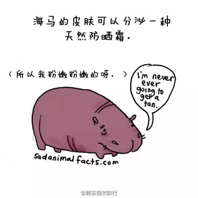 sad animal facts之海马