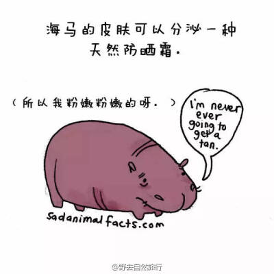 sad animal facts之海马