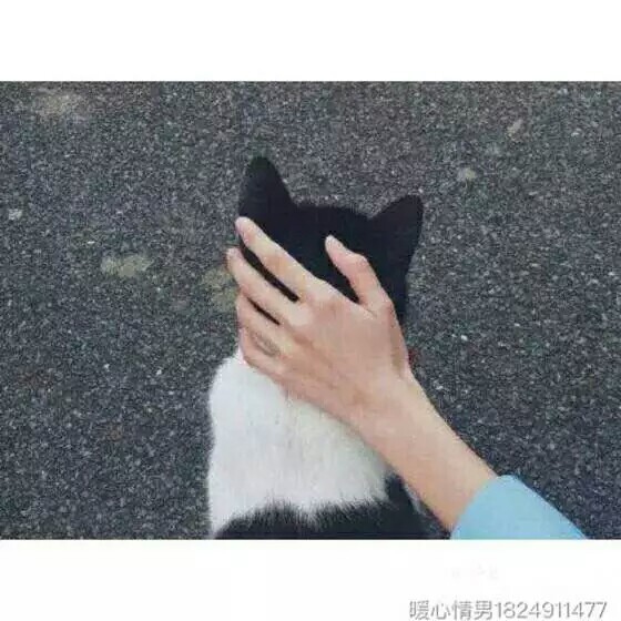 美手抚摸美猫