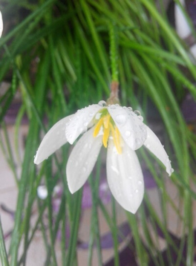 雨水是否打动了你的心？