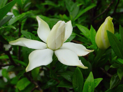 花卉·栀子花