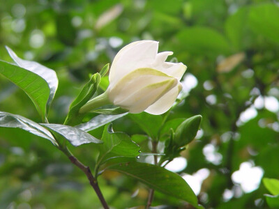 花卉·栀子花