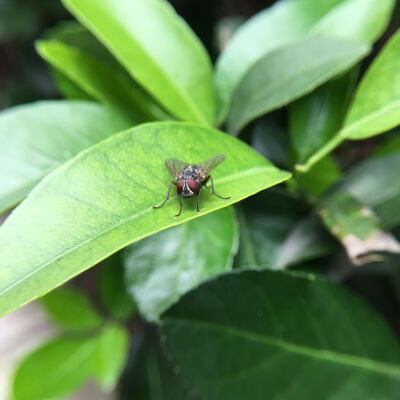 手机镜头微距下的苍蝇