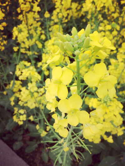 田间小路上的油菜花