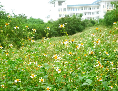 学校的小野花