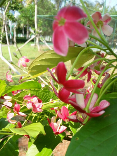 学校不知名的花儿