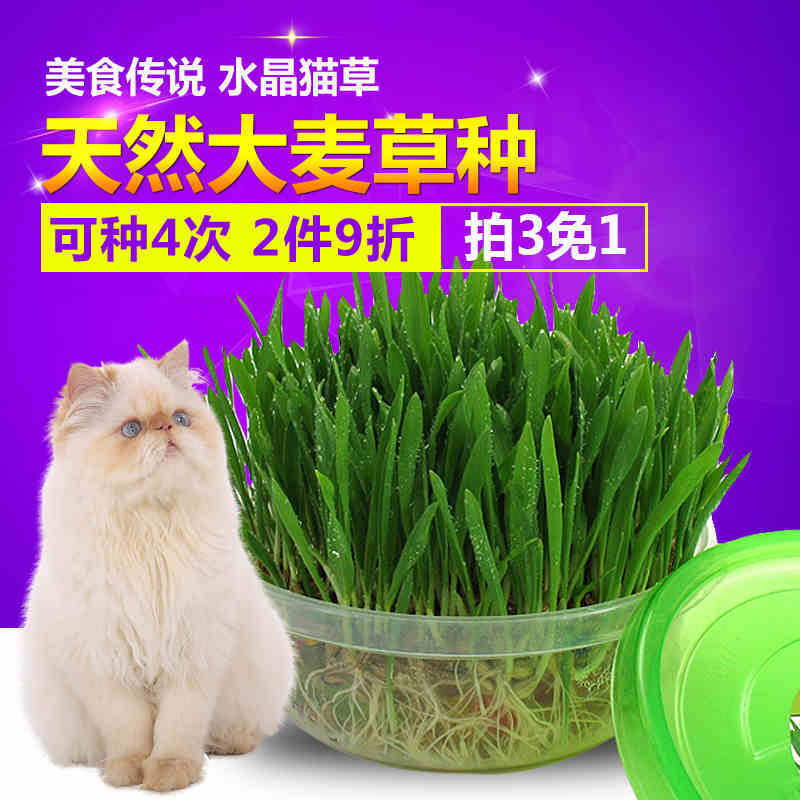 猫草 美食传说 水晶大麦猫草种子送猫薄荷套装