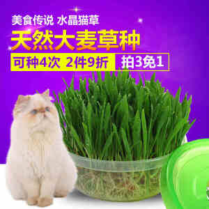 猫草 美食传说 水晶大麦猫草种子送猫薄荷套装