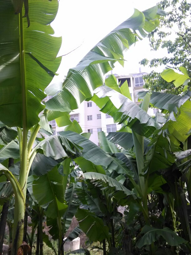 又绿了芭蕉
