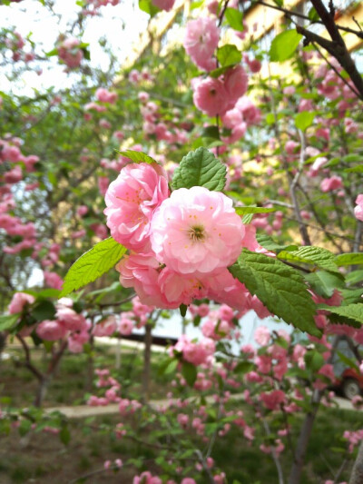 桃花依旧笑春风