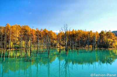 日本北海道美瑛青池Blue Pond