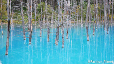 日本北海道美瑛青池Blue Pond