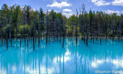 日本北海道美瑛青池Blue Pond