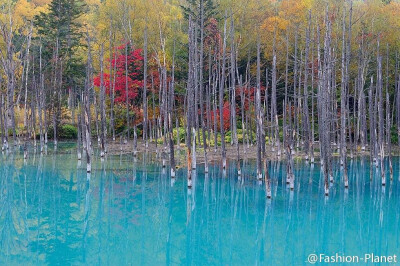 日本北海道美瑛青池Blue Pond