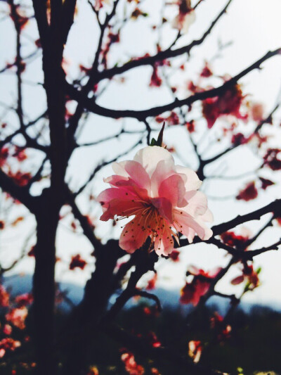 在西安旅行看到的花儿~羞答答的花儿