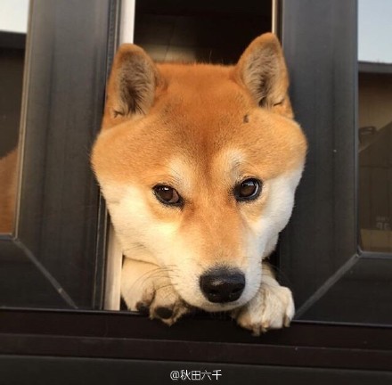 这只柴犬叫做Taro，满三岁的男孩子，最喜欢挤着自己的头在落地窗的门缝中间晒太阳，远远看去就是一颗柴头出墙来啊