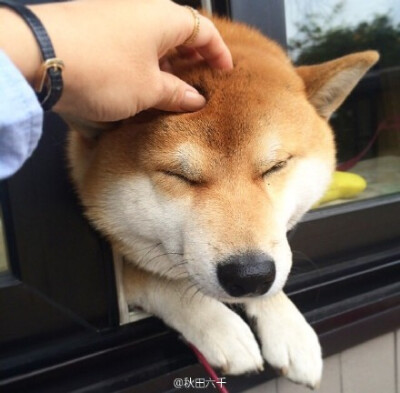 这只柴犬叫做Taro，满三岁的男孩子，最喜欢挤着自己的头在落地窗的门缝中间晒太阳，远远看去就是一颗柴头出墙来啊