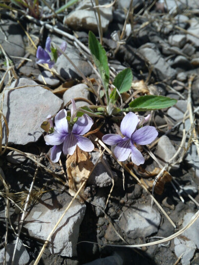 小紫花