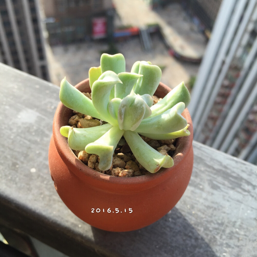 玄漩的୧(๑•̀⌄•́๑)૭多肉植物♡特玉莲