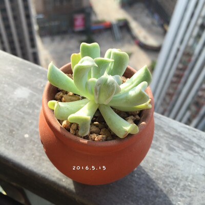 玄漩的୧(๑•̀⌄•́๑)૭多肉植物♡特玉莲