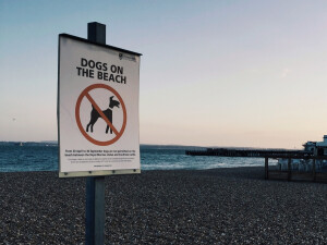 No Dogs.