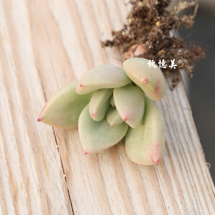 奇趣植物 多肉植物 韩国进口多肉 奶油鳄梨 2-3cm 50